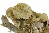 Miniature Fossil Cluster (Ammonites & Brachiopods) - France #349359-1